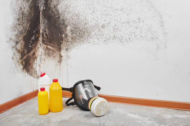 Best Mold Remediation Services  in Rmichael, CA