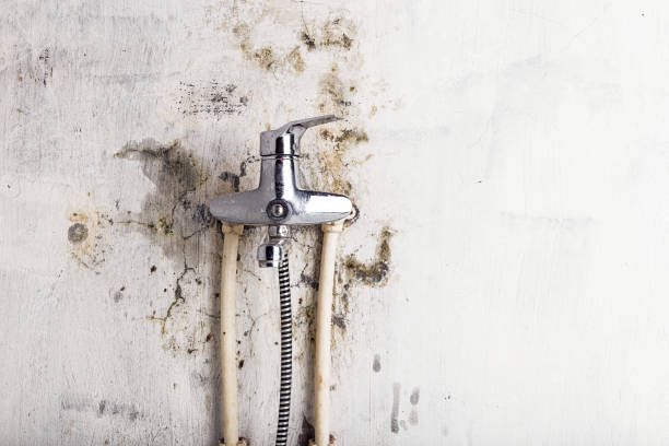Best Fast Mold Removal  in Rmichael, CA