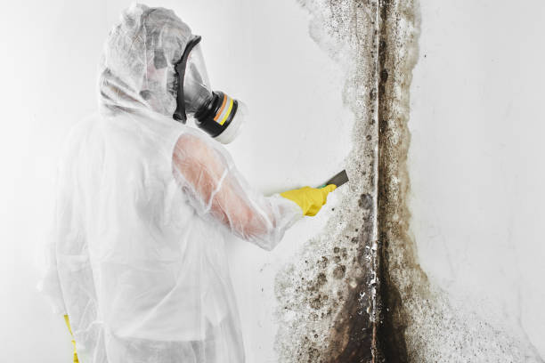Best Office Mold Removal Services  in Rmichael, CA