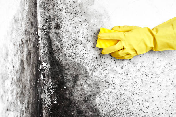 Best Same-Day Mold Removal  in Rmichael, CA