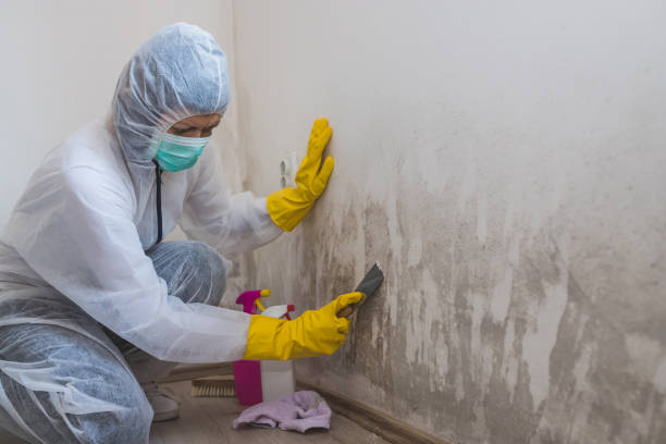 Best Mold Remediation  in Rmichael, CA