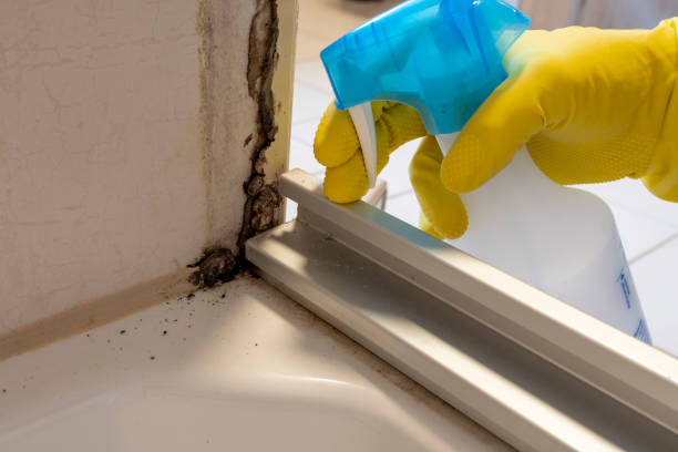 Best Mold Removal Near Me  in Rmichael, CA