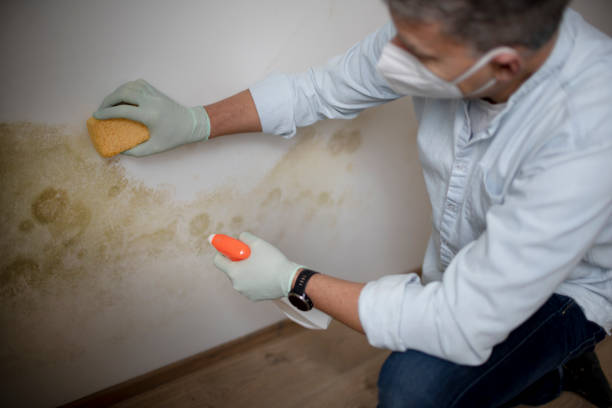 Best Mold Cleaning Services  in Rmichael, CA