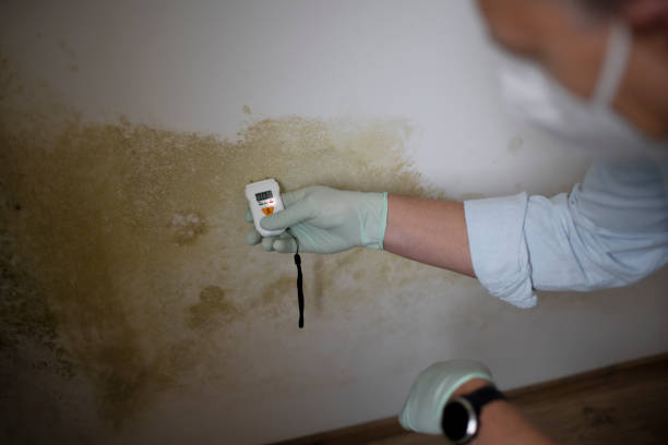 Best Mold Remediation  in Rmichael, CA