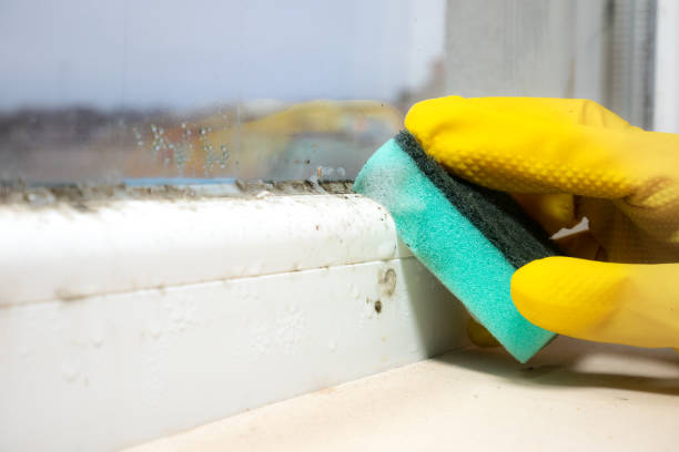 Best Mold Damage Repair  in Rmichael, CA