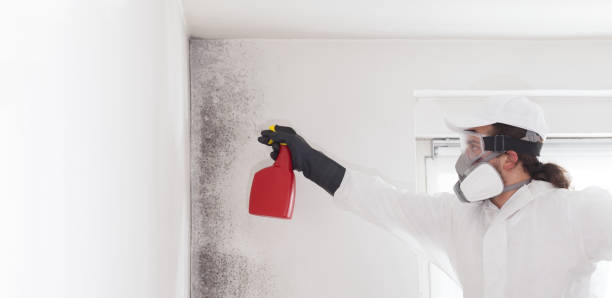 Trusted Carmichael, CA Mold Removal Experts