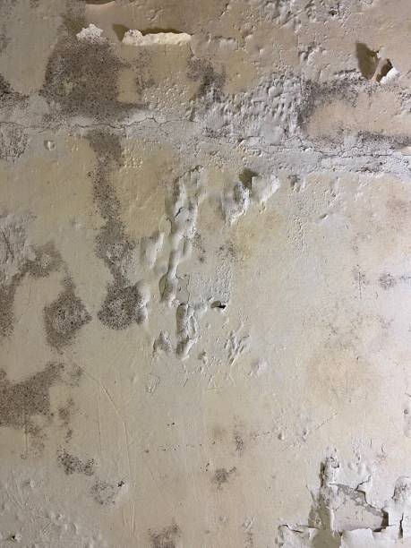 Best Mold Testing  in Rmichael, CA