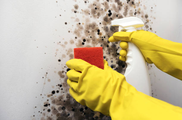 Best Residential Mold Removal  in Rmichael, CA