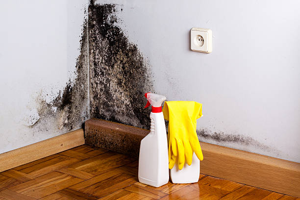 Best Fast Mold Removal  in Rmichael, CA