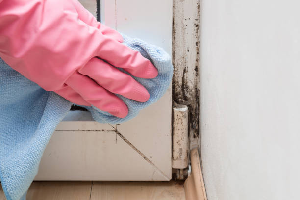 Best Toxic Mold Removal  in Rmichael, CA